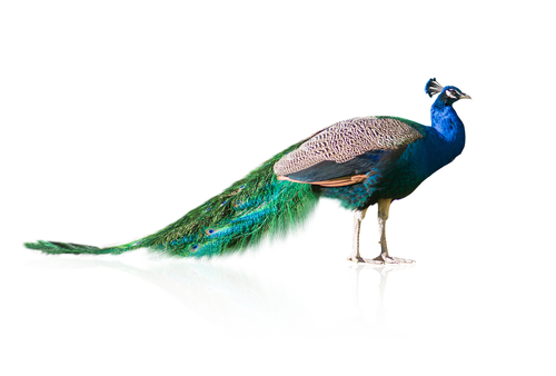 peacock